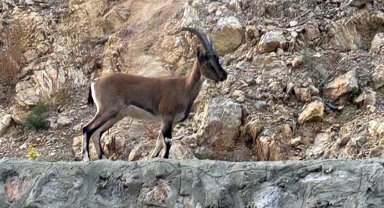 Yaban keçisi kesti, 661 bin lira ceza yedi