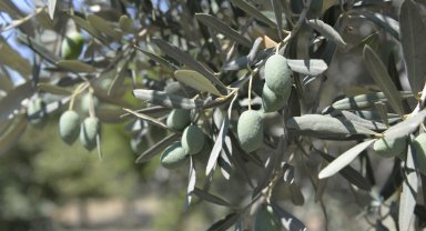 Zeytin ağaçlarında verim düştü