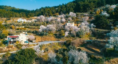 Badem ve kiraz ağaçları üreticiyi düşündürüyor
