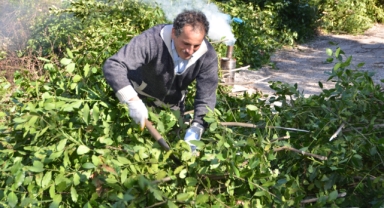 Defne hasadı yapıldı