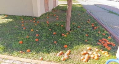 Fırtınada turunçlar yola savruldu