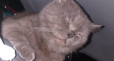 Kayıp kedi ailesine kavuştu