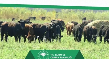 'Kırsalda Bereket, Hayvancılığa Destek Projesi' başlıyor