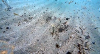 Mikroplastikler insanlara kadar ulaşıyor