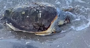 Ölü caretta caretta bulundu
