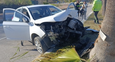 Otomobilin plakası ağaca yapıştı