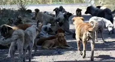 Sokakta bırakılan hayvanlar için belediyelere ceza kapıda