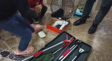 Yavru kediler kurtarıldı