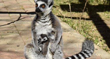 3 lemur yavrusuna miniklerden büyük ilgi