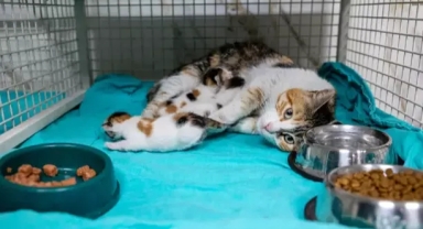 Camiye sığınan anne kedi ve yavruları için seferber oldular