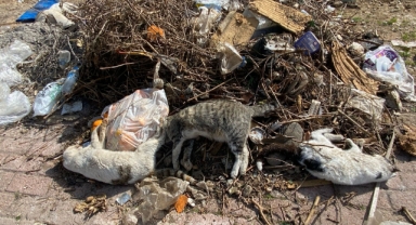 Çok sayıda ölü kedi bulundu