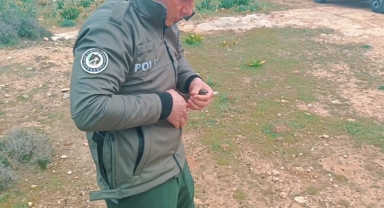 Ebabil kuşu koruma altında