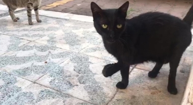 Engelli 'Karam' yeniden sokakta
