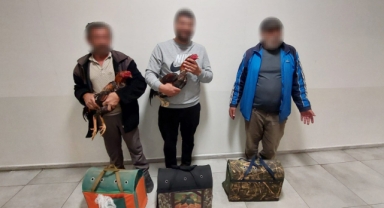 Horozlar muhafaza altına alındı