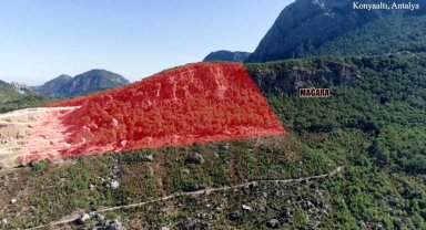 Kaçak ağaç kesimine inceleme