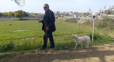 Minik kuzu biberonla besleniyor