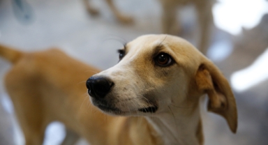 Petshopculara ücretsiz eğitim