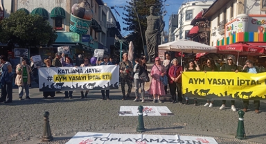 ‘Şiddet ve istismar münferit değil'