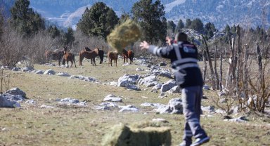 Soğuk kış günlerinde yılkı atları unutulmadı