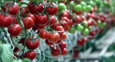 Bakanlıktan müdahale: Virüslü domates tohumları iade edildi