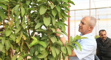 Özçelik tropikal meyveleri inceledi