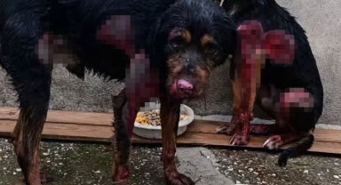 İşkence gören 2 köpek tedaviye alındı