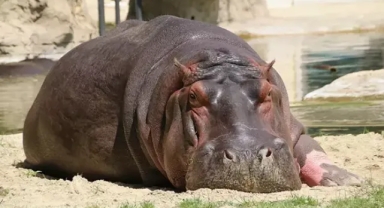 Kongo'da 50 su aygırı şarbondan zehirlendi