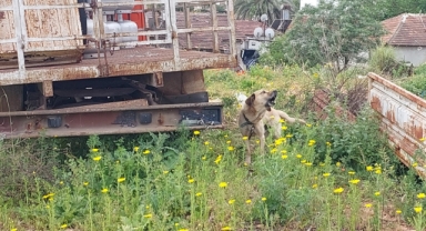 Köpeğe polis sahip çıktı