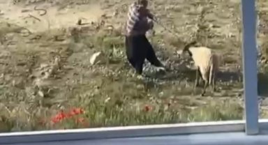 Koyuna vuran adam gözaltına alındı