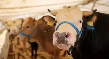 Kurban kesim bedeli açıklandı