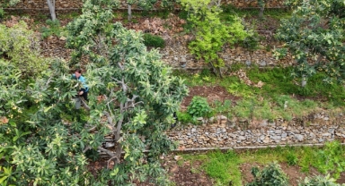 Muşmula hasadı başladı