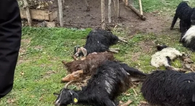 Sokak köpekleri saldırdı; Keçiler telef oldu