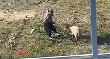 Tekme atılan koyun koruma altında