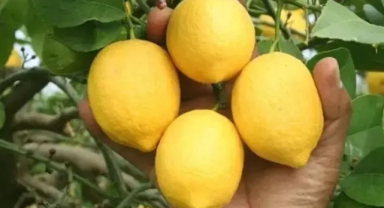 Ticaret Bakanlığı: Limon ihracatı geçici olarak durduruldu