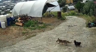 Tilkiye ‘köpek’ şoku