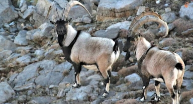 Yaban keçileri görüntülendi