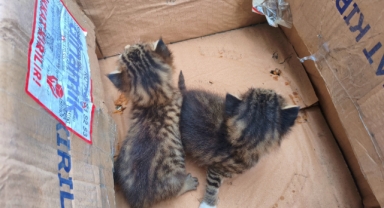 Yavru kediler kurtarıldı