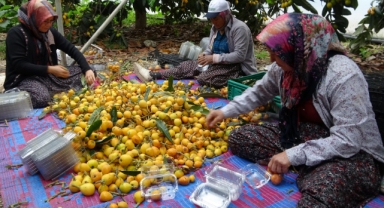 Yenidünyada hasat başladı