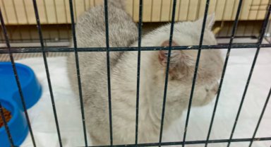 Apartman havalandırma boşluğuna düşen kedi kurtarıldı