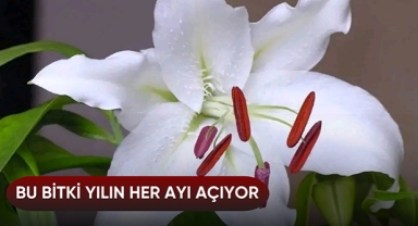 Bu bitki yılın her ayı açıyor