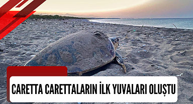 Caretta carettaların ilk yuvaları oluştu