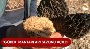 'Göbek' mantarları sezonu açıldı