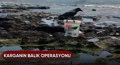 Karganın balık operasyonu