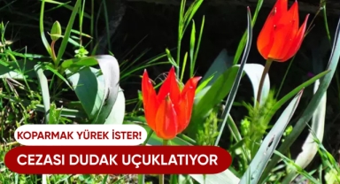 Koparmak yürek ister! Cezası dudak uçuklatıyor