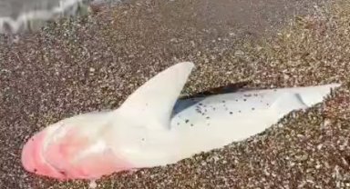 Köpek balığı ölüsü kıyıya vurdu