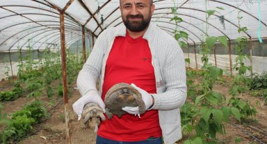 Serasına kaplumbağa dadandı