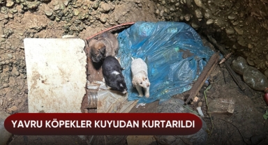 Yavru köpekler kuyudan kurtarıldı