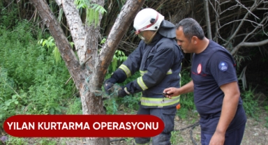 Yılan kurtarma operasyonu