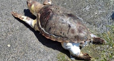 Alanya'da sahilde ölü caretta caretta bulundu