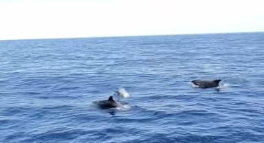 Alanya'da yunuslar tekneye eşlik etti, turistler izledi